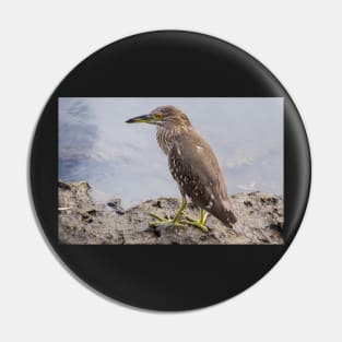 Black night heron Pin