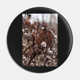 Isopogon Pin