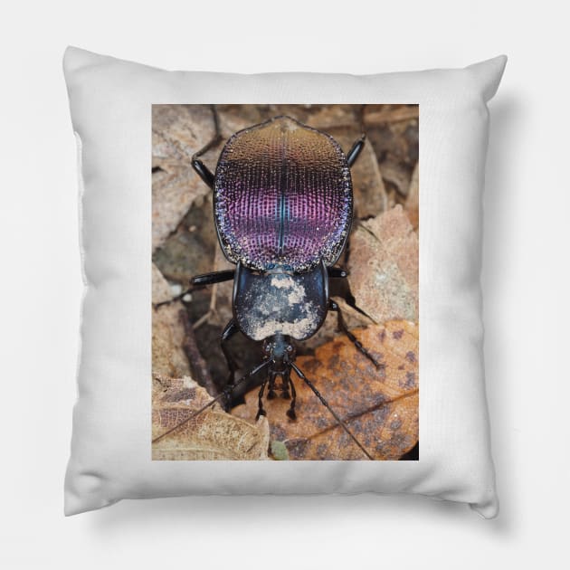 Iridescent ground beetle, possibly Scaphinotus sp. Pillow by SDym Photography