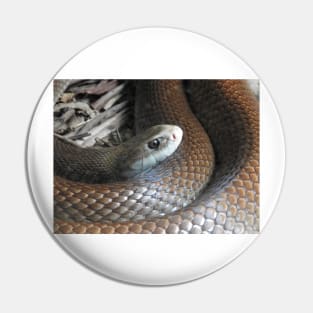 Coastal Taipan Pin