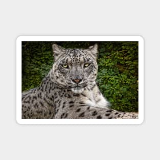 A Snow Leopard Portrait Magnet