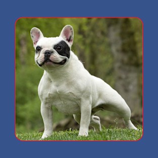 French Bulldog T-Shirt