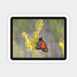 Monarch feeding on Goldenrod Magnet