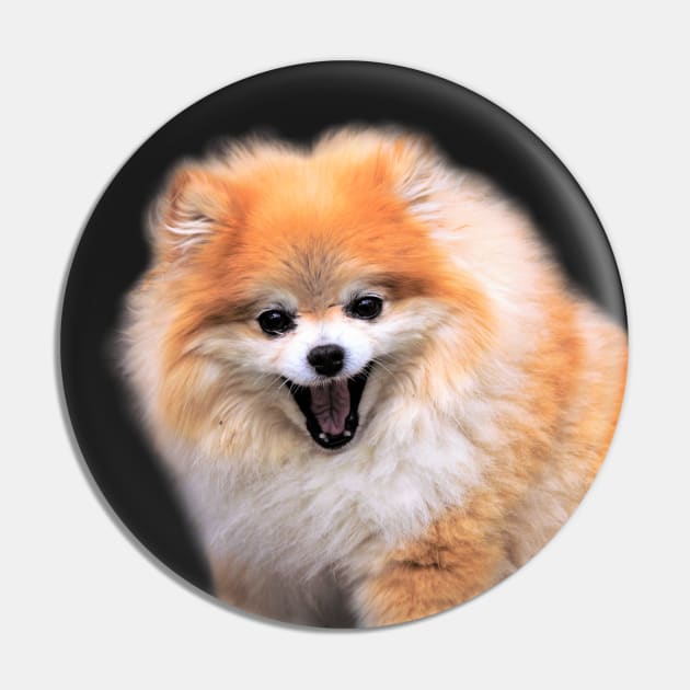 Cute Laughing Pomeranian Dog Pin by walkswithnature