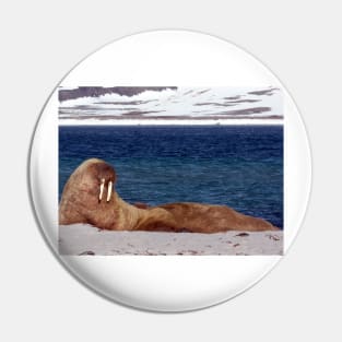 Walrus, Smeerenburg, Svalbard, Norway Pin