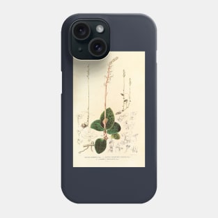 Dossinia marmorata - Botanical Illustration Phone Case