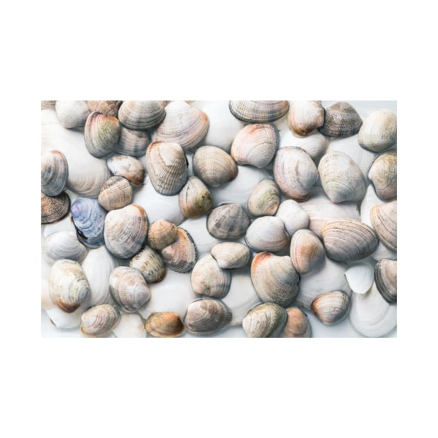 Seashells in Pastel Tones by Amy-K-Mitchell
