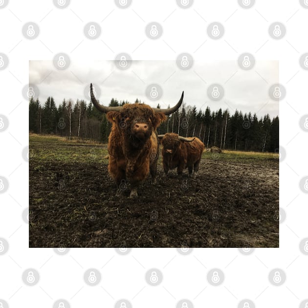 Scottish Highland Cattle Bulls 2174 by SaarelaHighland