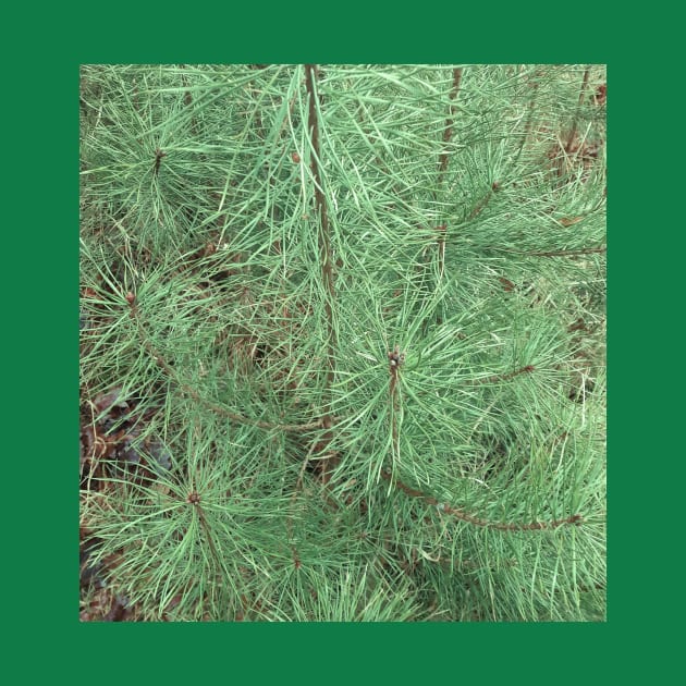 Spruce or fir needles by robelf