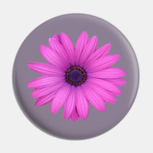 Pink Petals African Daisy Isolated Pin