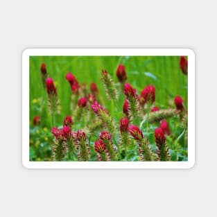 Raspberry Colored Flowers Magnet