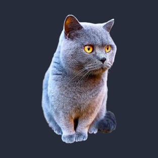 British Shorthair Cat Blue with Orange eyes T-Shirt