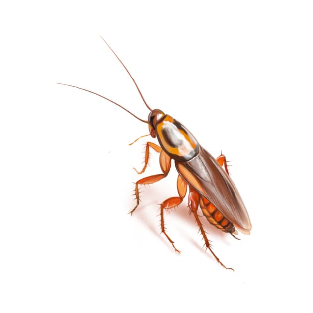 Cockroach by Matross art