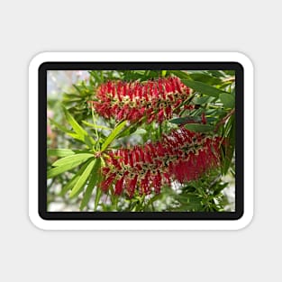 Red Cone Flower 1 Magnet