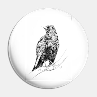 Blackbird Pin