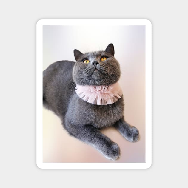 British Shorthair Waiting for Something Yummy - Blue Cat Photograph Magnet by Marian Voicu