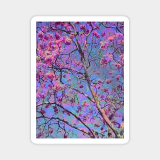 Impetiginosus Magnet