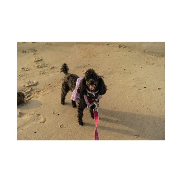 Toy poodle at beach by KensLensDesigns