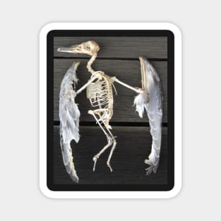 Found bird Skeleton - Photography  by Avril Thomas - Adelaide / South Australia Artist Magnet