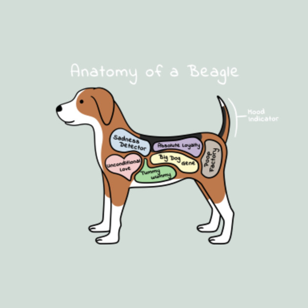 Beagle Anatomy Chart