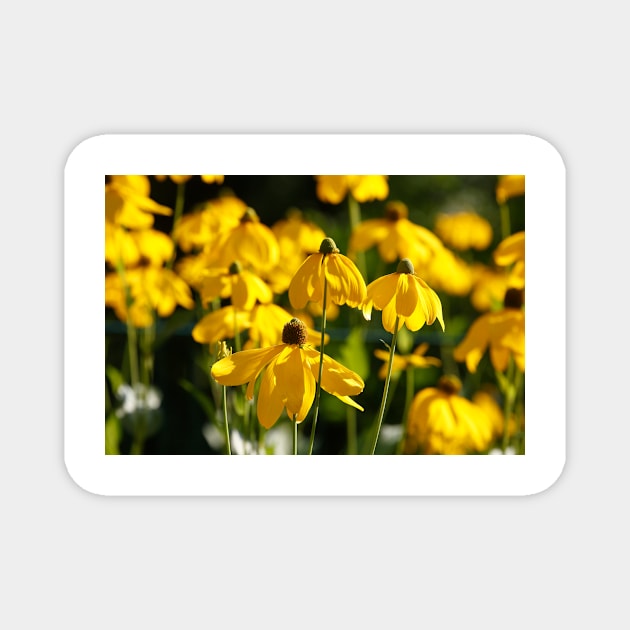 Flowering yellow coneflower Magnet by Kruegerfoto