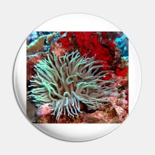 Giant Green Sea Anemone feeding near Red Coral Reef Wall Pin