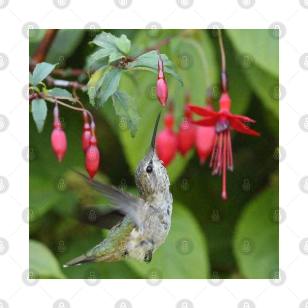 Hummingbird fuchsias by SandiLin