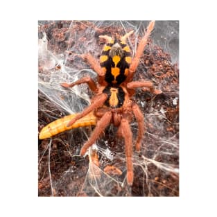 Hapalopus Colombia/Pumpkin Patch Tarantula T-Shirt