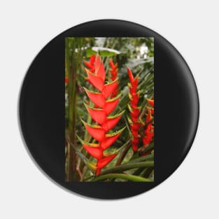 An Exotic Heliconia Pin