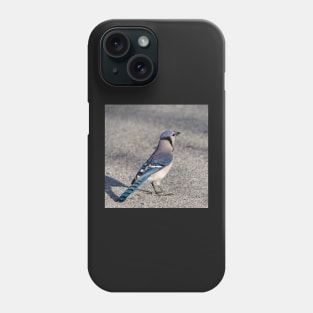 Blue Jay in Parking Lot Phone Case