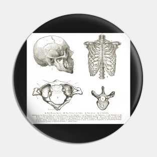 Human anatomy, 19th century diagrams, Human Skull, Thorax, The Atlas, and Vertebra Pin