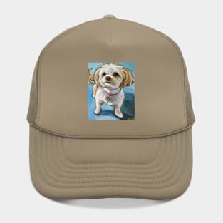 Murphy the Chi Poo Hat