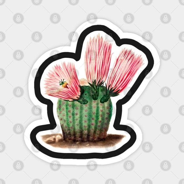 Gymnocalycium uruguayense cactus Magnet by gronly