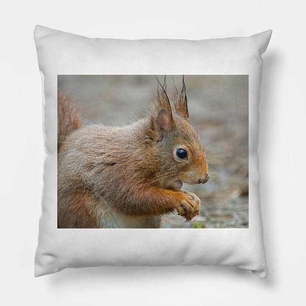 Red squirrel, Formby, England Pillow by millroadgirl