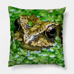 Frog hiding in the weeds Pillow