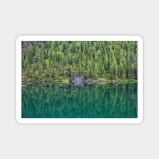 Trees at Lake Braies Magnet