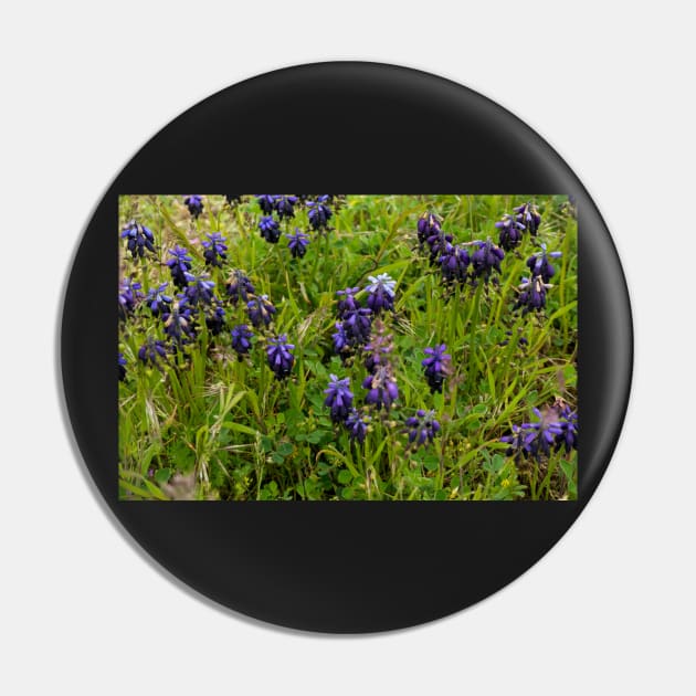 Muscari flowers on a green field Pin by NxtArt