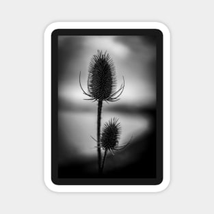 Riverside Thistles Magnet