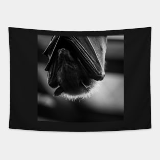 Fox bat Tapestry