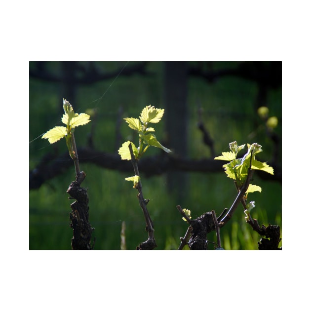 Vines Awake - by Avril Thomas, Wine region, adelaide winery, south australia winery by MagpieSprings