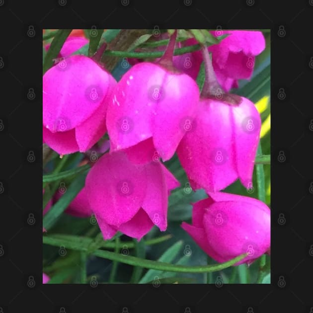 Petite Pink Bell Flowers by Photomersion