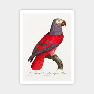 The Grey Parrot, Psittacus erithacus from Natural History of Parrots (1801—1805) by Francois Levaillant Magnet