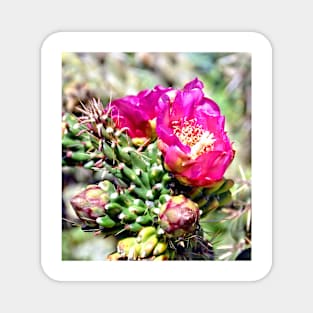 Fuscia Pink Cactus Flower Bloom Magnet