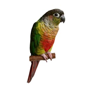 Green cheek Conure Parrot Bird Parakeet for women and men T-Shirt