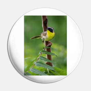 Common Yellowthroat Pin