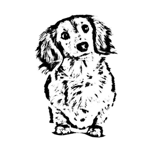 Long Haired Dachshund Sketch by Xamgi