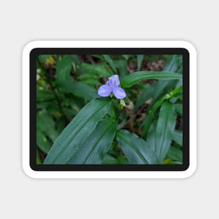 Blue and Yellow Flower in the Woods 2 Magnet