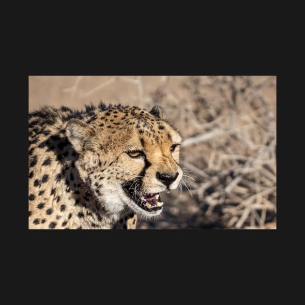 Cheetah face. by sma1050