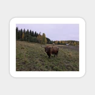 Scottish Highland Cattle Bull 1557 Magnet