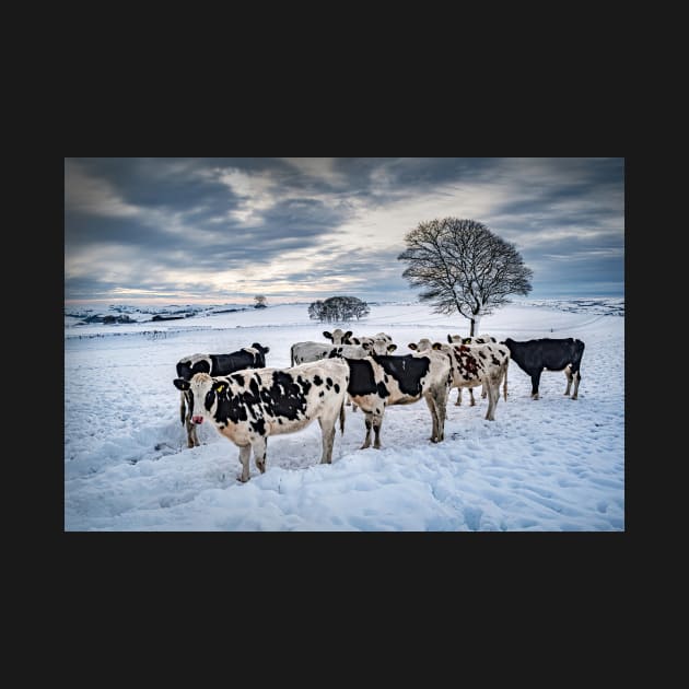 Cows in a Snowy Field with Trees by TonyNorth